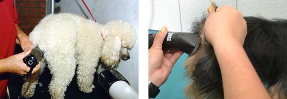 Tosa Higiênica Com Banho e Hidratação Raças P e M